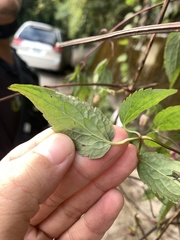 Clematis lasiandra