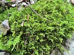 Hypnum plumaeforme