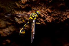 Phimenes flavopictus