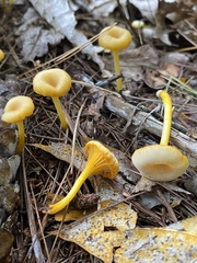 Gloioxanthomyces nitidus