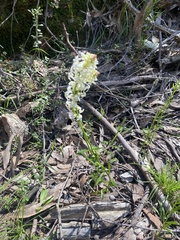 Stackhousia