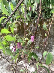 Clematis lasiandra