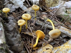 Gloioxanthomyces nitidus
