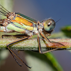 Chalcolestes viridis