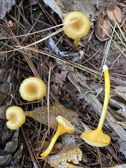 Gloioxanthomyces nitidus