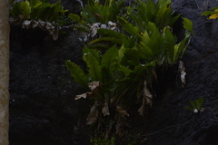 Asplenium goudeyi