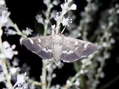 Herpetogramma luctuosalis