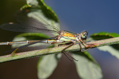 Chalcolestes viridis