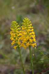 Platanthera integra
