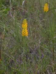 Platanthera integra