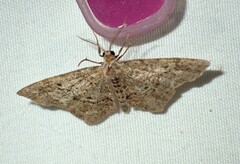 Hypagyrtis piniata