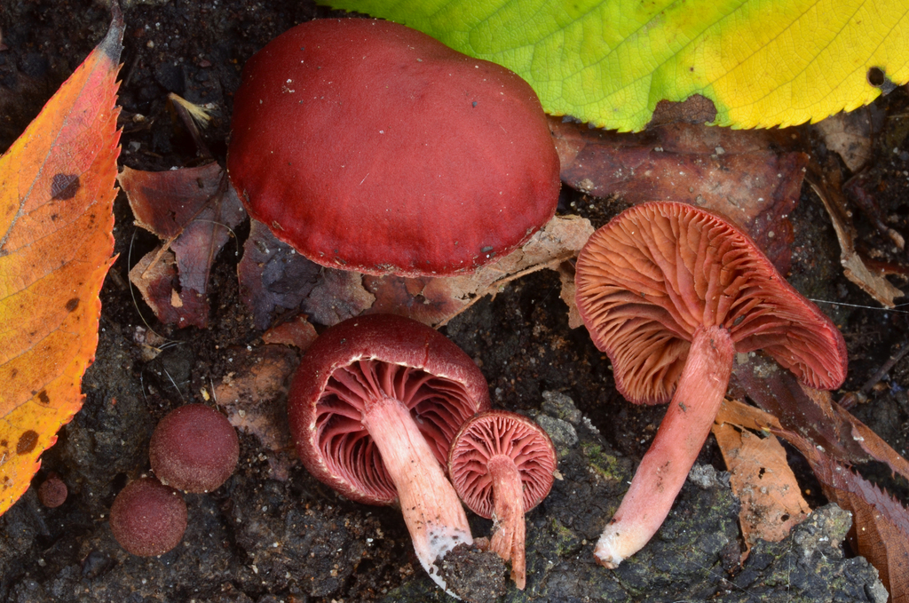 Tubaria vinicolor