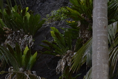 Asplenium goudeyi