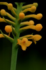 Platanthera integra