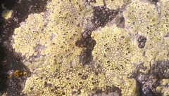Ostropomycetidae