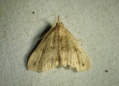 Phalaenostola eumelusalis