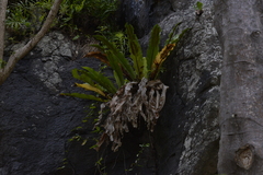 Asplenium goudeyi