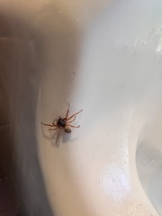 Trachelidae