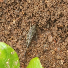 Tetrigidae