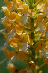 Platanthera × bicolor