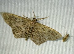 Hypagyrtis piniata