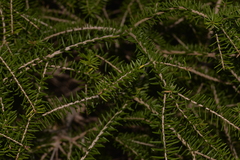 Melaleuca howeana