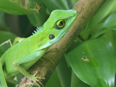 Bronchocela cristatella