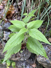 Eupatorium cannabinum