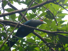 Phaenicophaeus sumatranus