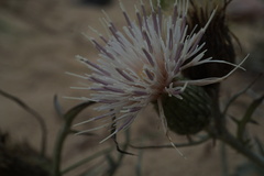 Cirsium pitcheri