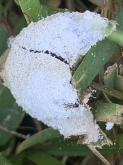 Fuligo septica