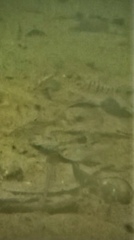 Barbodes semifasciolatus