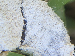 Fuligo septica