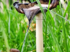 Coprinopsis