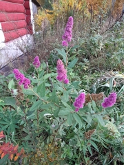 Spiraea douglasii