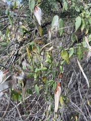 Asclepiadeae