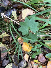 Alchemilla vulgaris