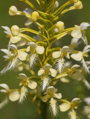 Platanthera × bicolor