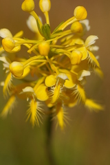 Platanthera × bicolor