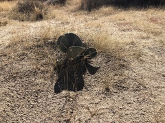 Opuntia basilaris basilaris
