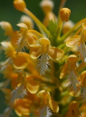 Platanthera × bicolor
