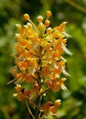 Platanthera × bicolor