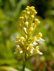 Platanthera × bicolor