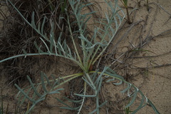 Cirsium pitcheri