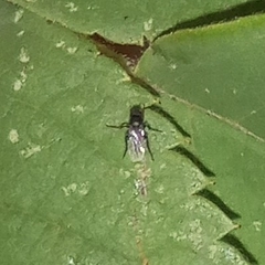 Phoridae