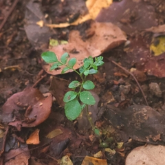 Phyllanthus tenellus