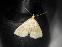 Paragabara flavomacula