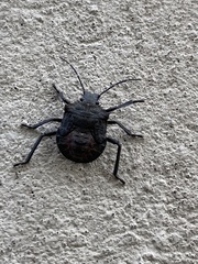 Halyomorpha halys