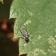 Phoridae