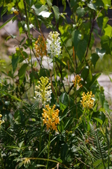 Platanthera × bicolor